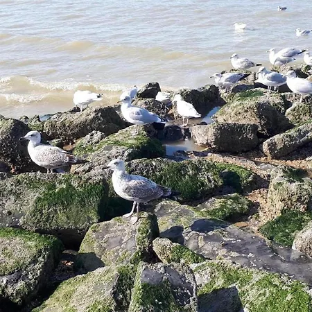 Near Sea And Shops In Belgium, Cleaning Included * Koksijde